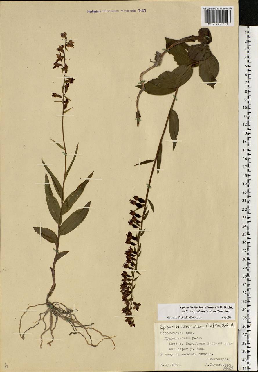 Epipactis schmalhausenii K.Richt., Eastern Europe, Central forest-and-steppe region (E6) (Russia)