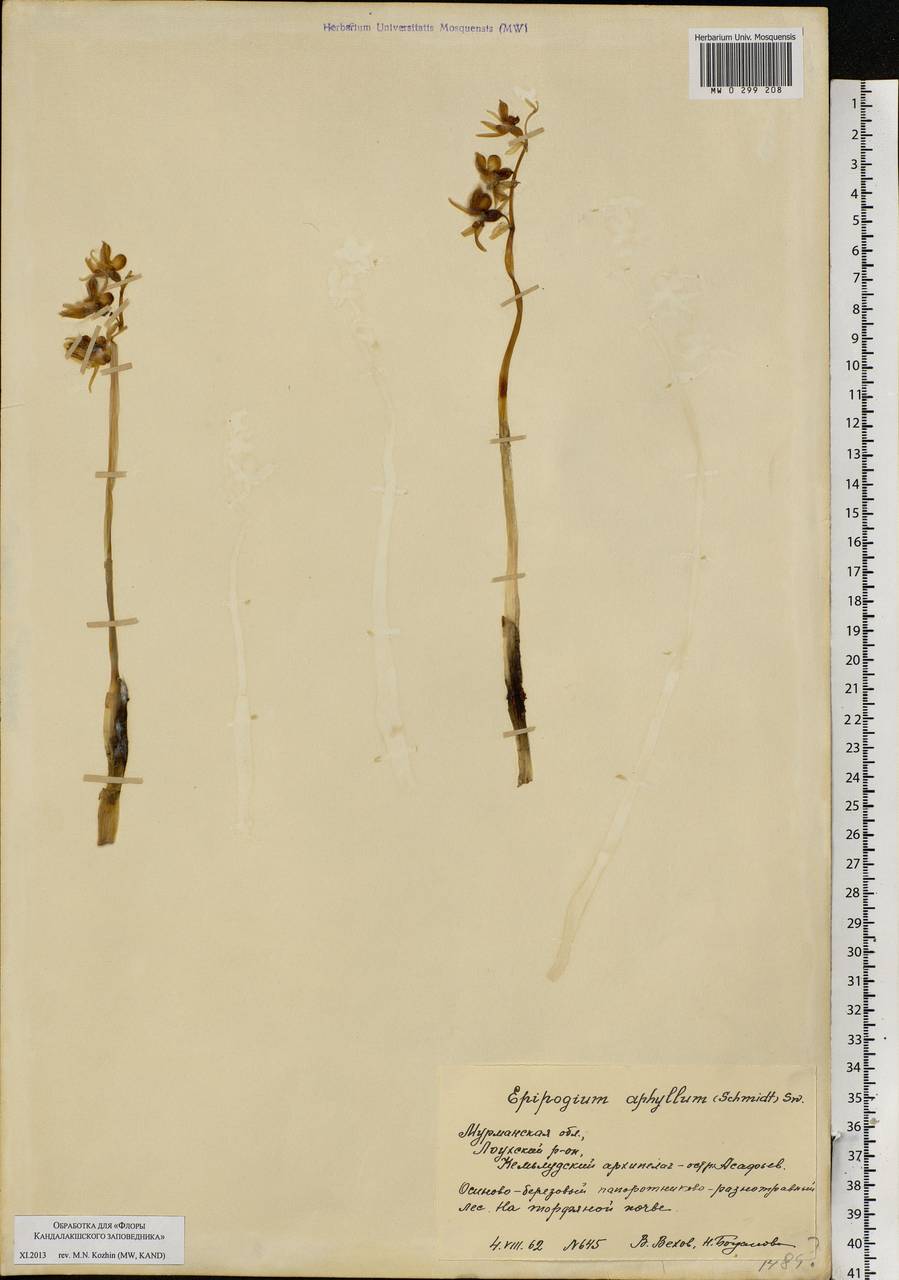 Epipogium aphyllum Sw., Eastern Europe, Northern region (E1) (Russia)
