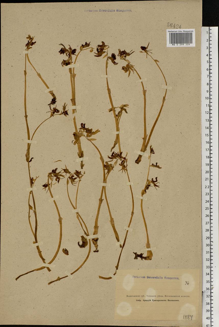 Epipogium aphyllum Sw., Eastern Europe, Northern region (E1) (Russia)