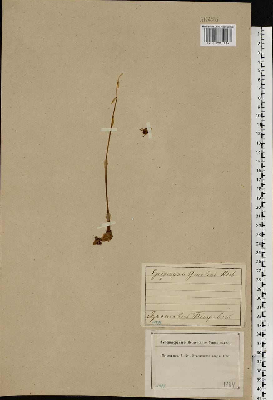 Epipogium aphyllum Sw., Eastern Europe, Central forest region (E5) (Russia)