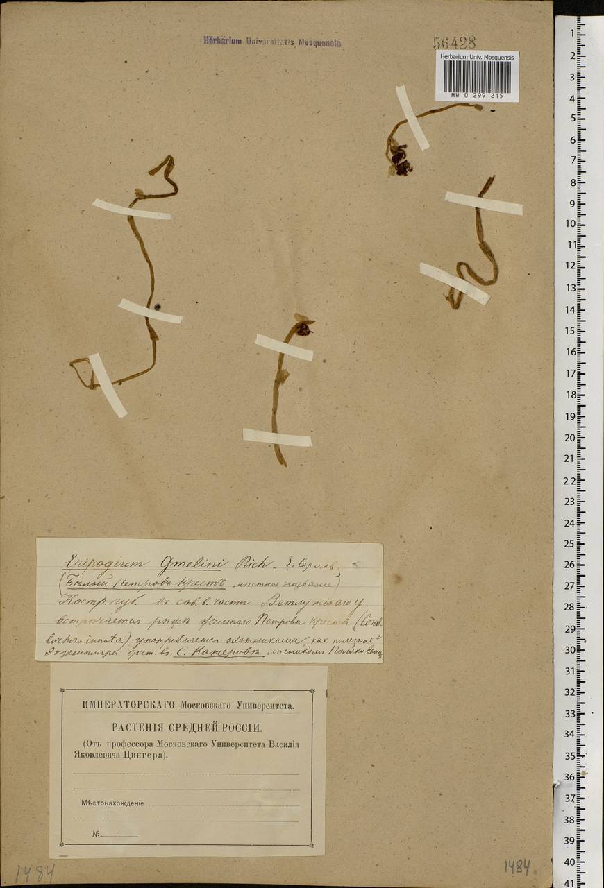 Epipogium aphyllum Sw., Eastern Europe, Central forest region (E5) (Russia)