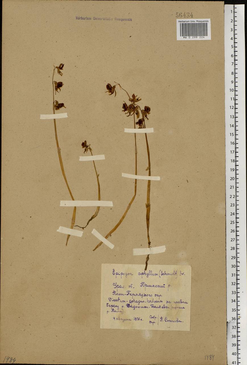 Epipogium aphyllum Sw., Eastern Europe, Eastern region (E10) (Russia)