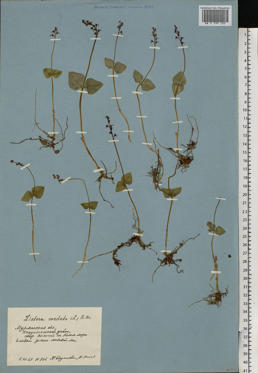 Neottia cordata (L.) Rich., Eastern Europe, Northern region (E1) (Russia)