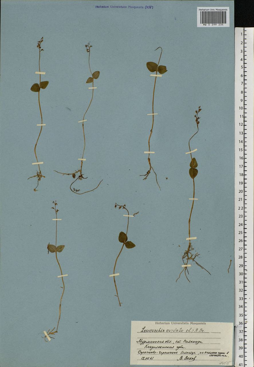 Neottia cordata (L.) Rich., Eastern Europe, Northern region (E1) (Russia)