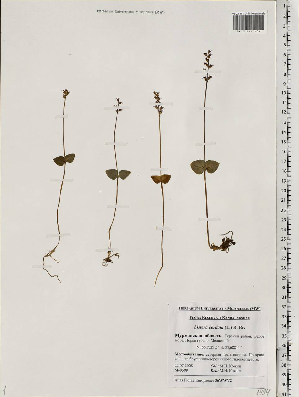 Neottia cordata (L.) Rich., Eastern Europe, Northern region (E1) (Russia)