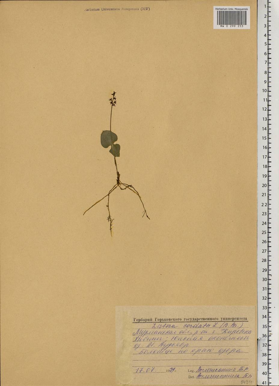 Neottia cordata (L.) Rich., Eastern Europe, Northern region (E1) (Russia)