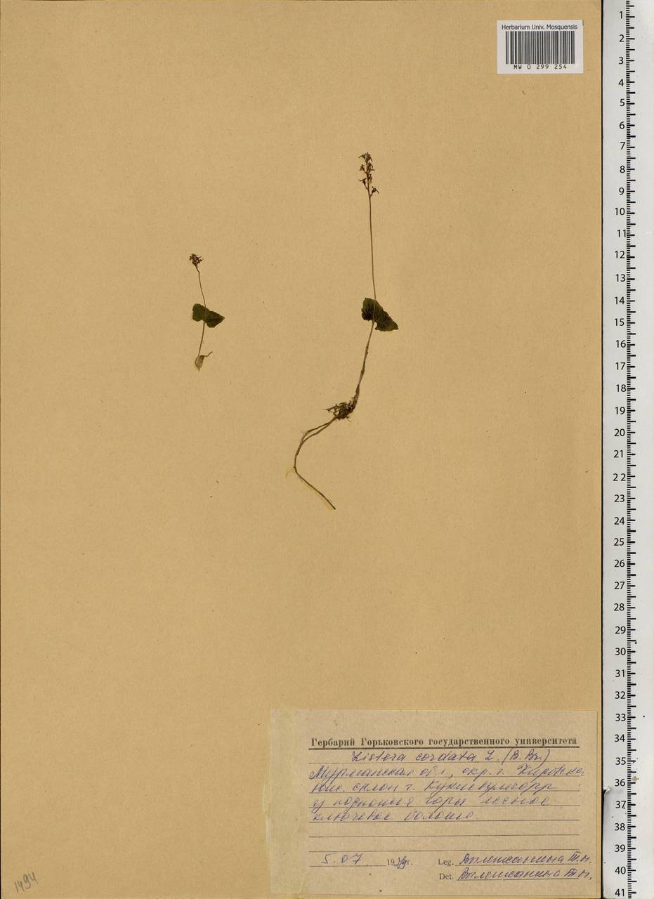 Neottia cordata (L.) Rich., Eastern Europe, Northern region (E1) (Russia)