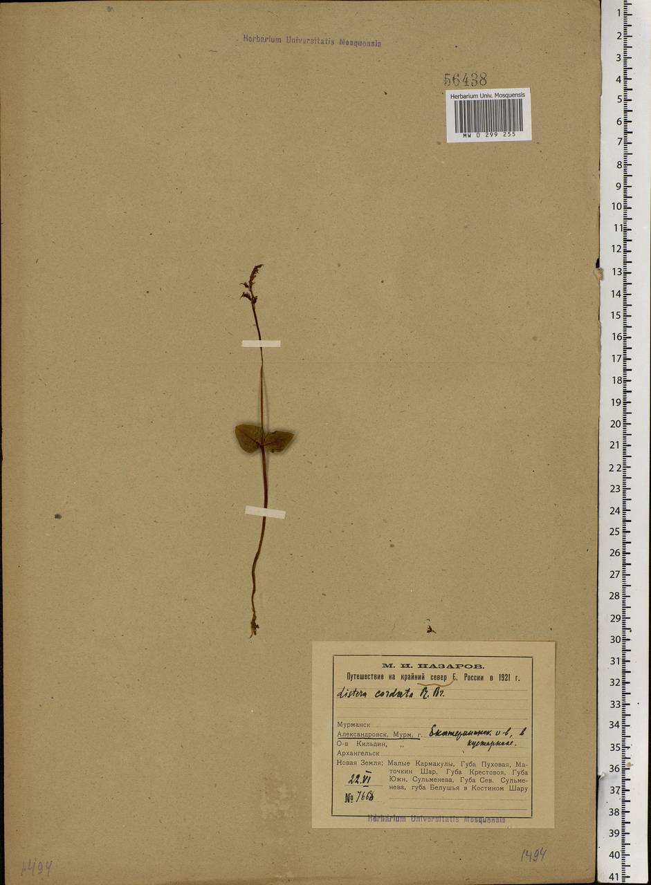 Neottia cordata (L.) Rich., Eastern Europe, Northern region (E1) (Russia)