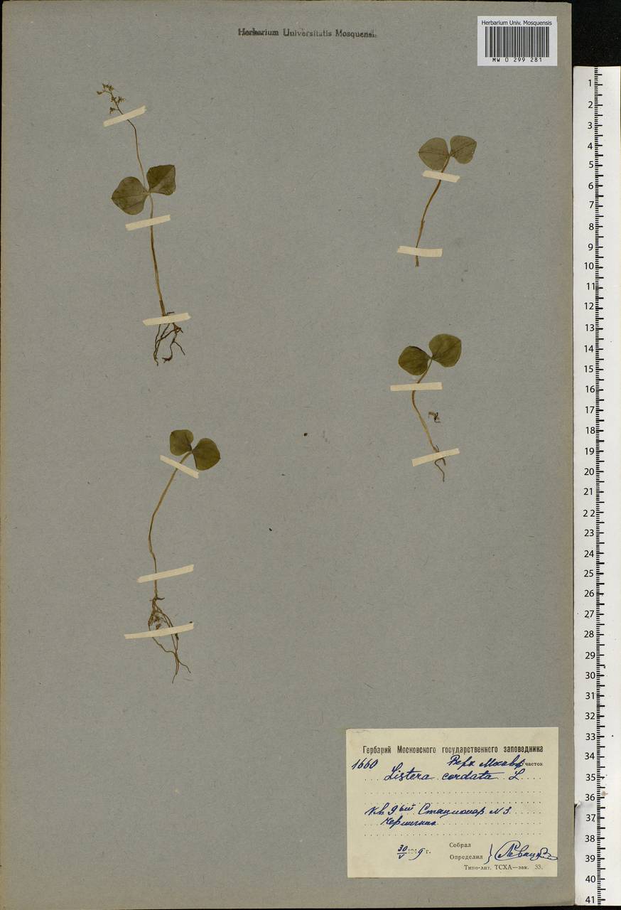 Neottia cordata (L.) Rich., Eastern Europe, Moscow region (E4a) (Russia)