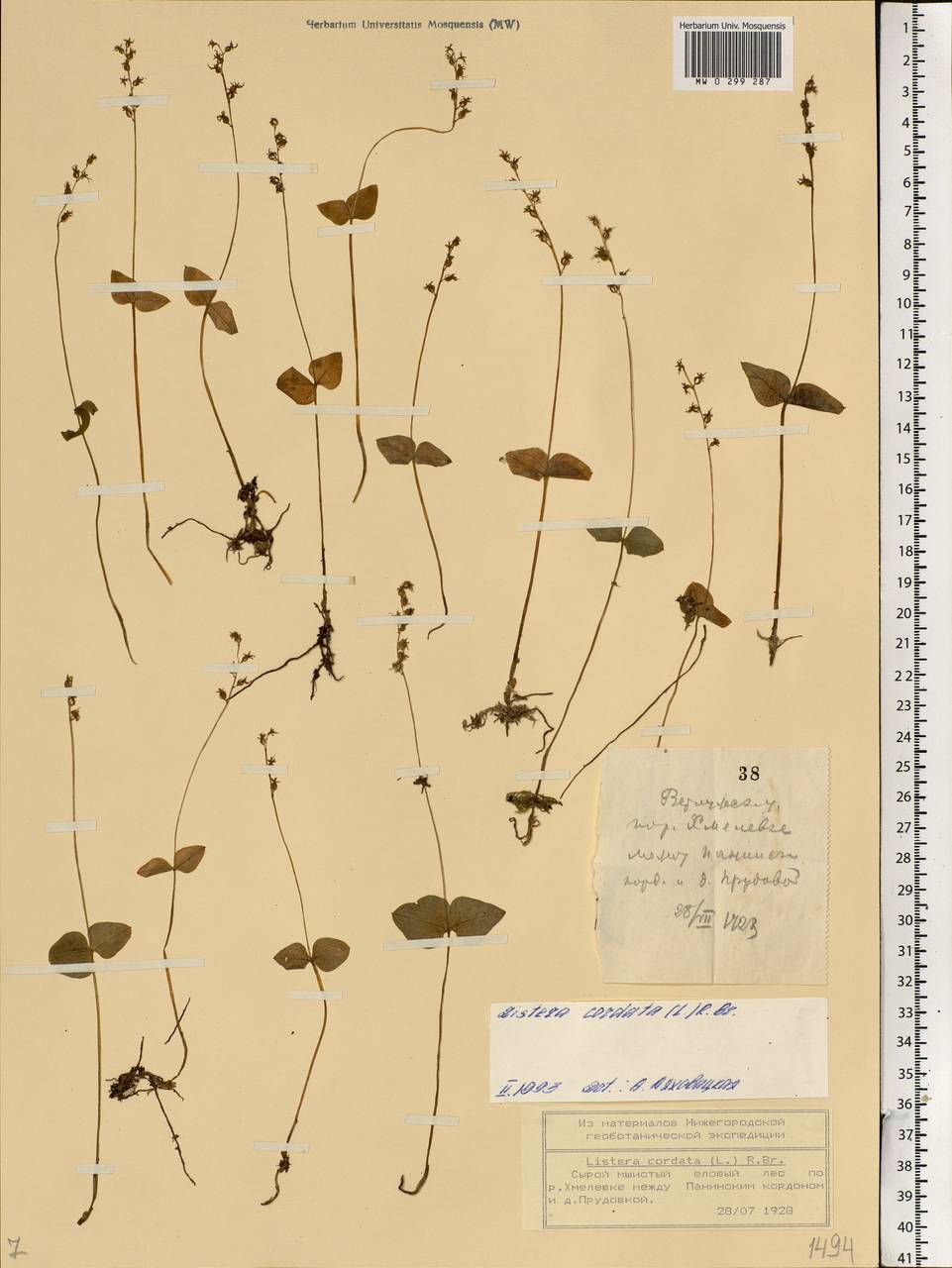 Neottia cordata (L.) Rich., Eastern Europe, Central forest region (E5) (Russia)