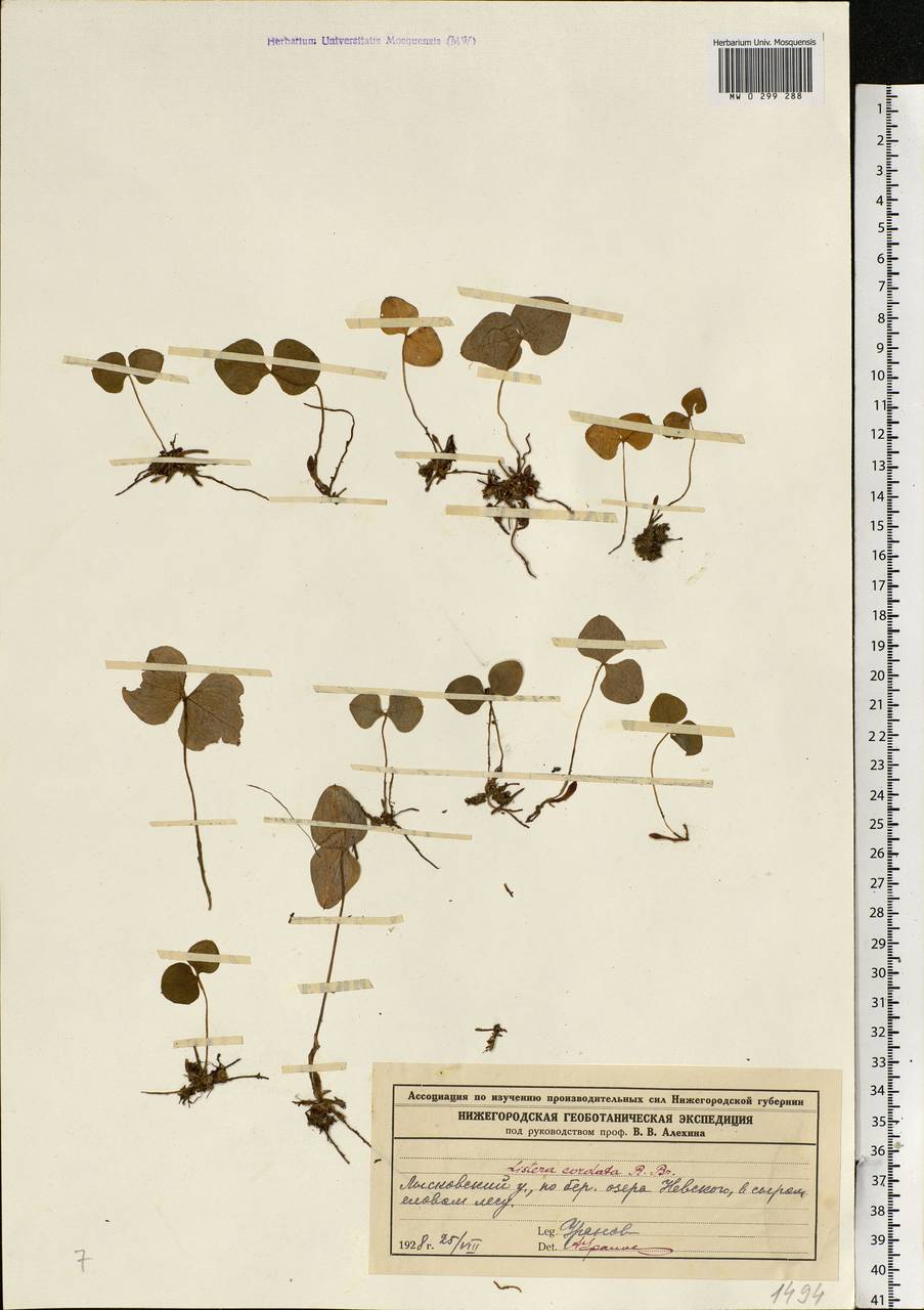 Neottia cordata (L.) Rich., Eastern Europe, Volga-Kama region (E7) (Russia)