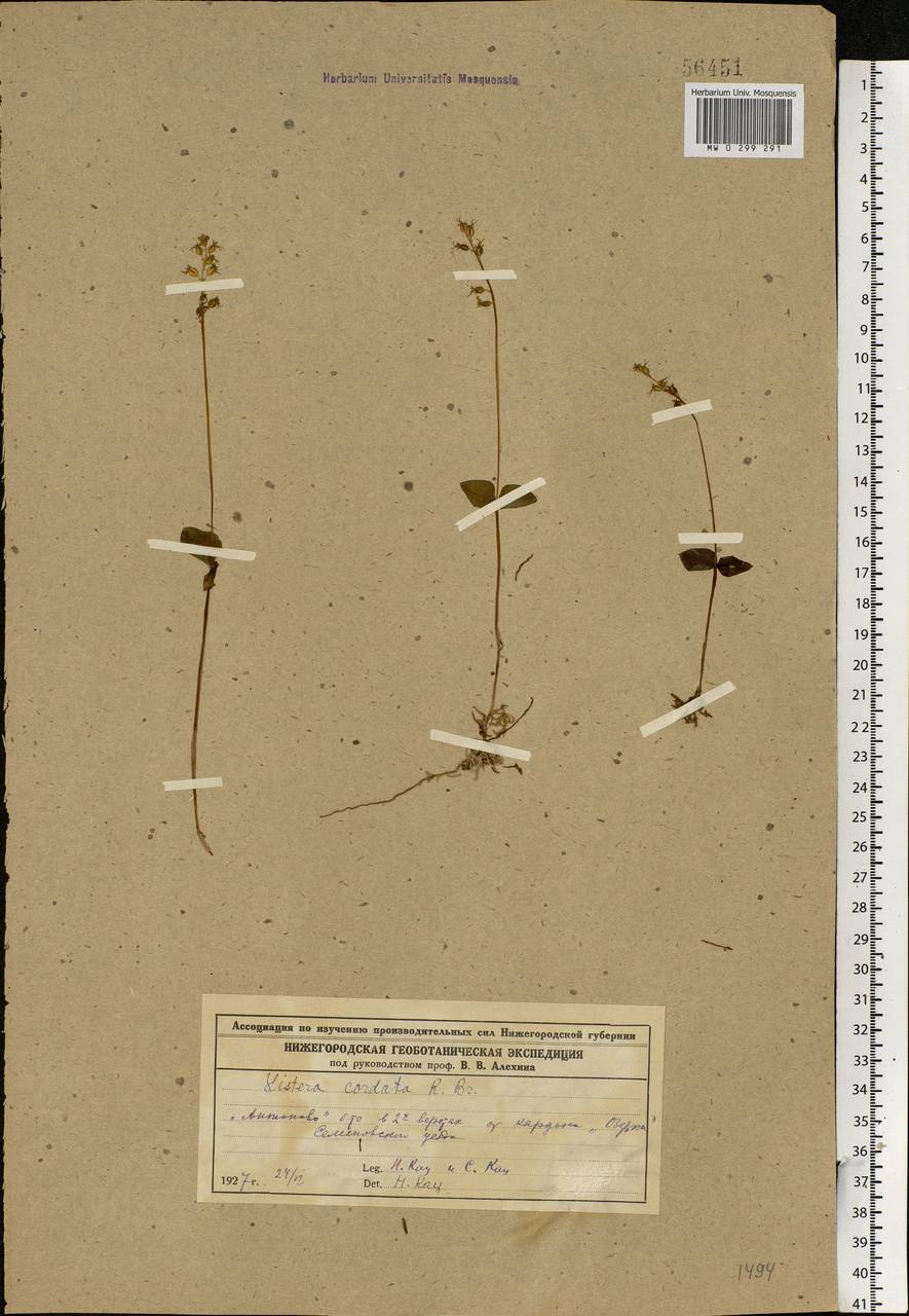 Neottia cordata (L.) Rich., Eastern Europe, Volga-Kama region (E7) (Russia)