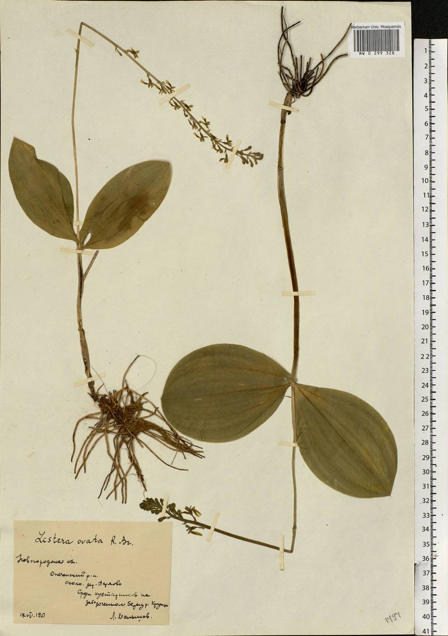 Neottia ovata (L.) Bluff & Fingerh., Eastern Europe, North-Western region (E2) (Russia)