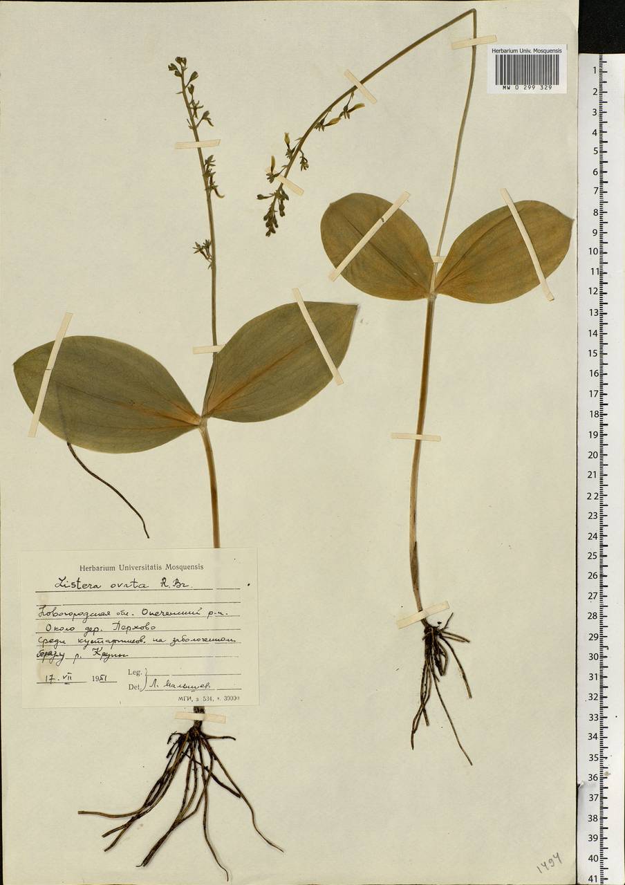 Neottia ovata (L.) Bluff & Fingerh., Eastern Europe, North-Western region (E2) (Russia)