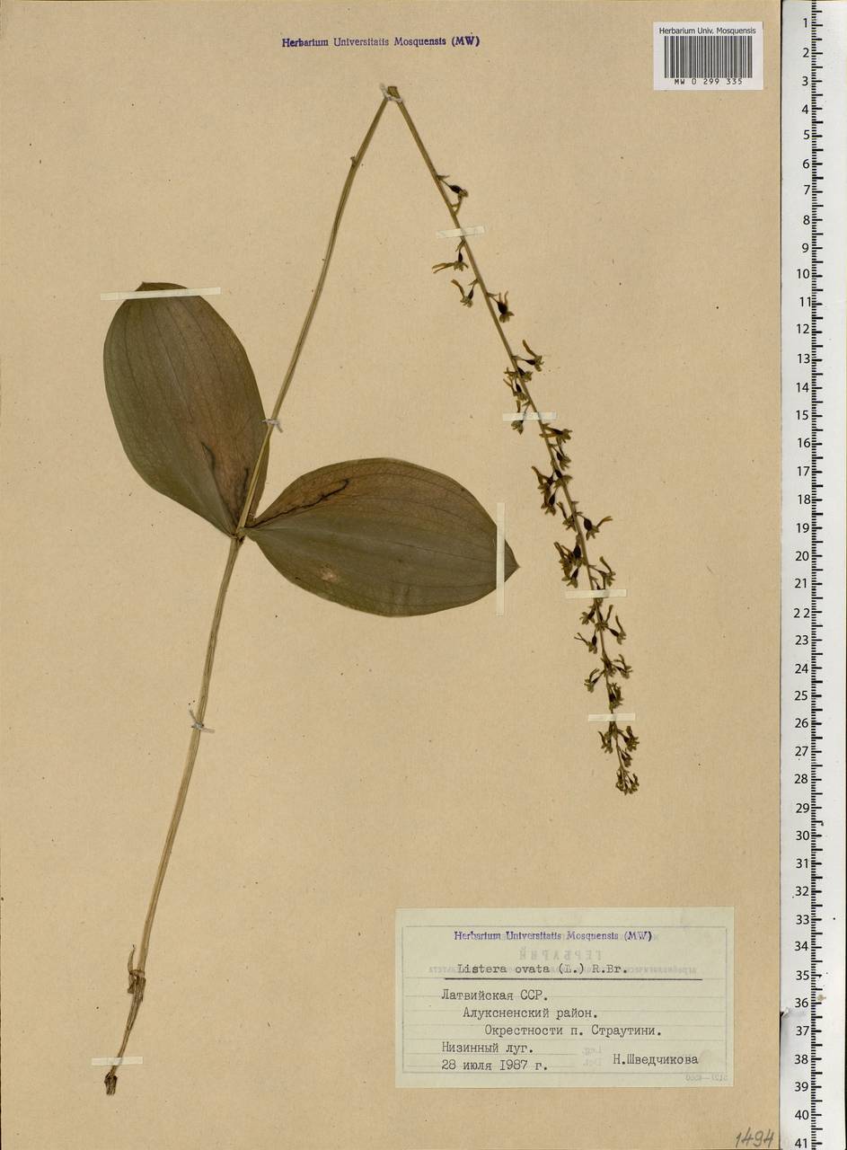 Neottia ovata (L.) Bluff & Fingerh., Eastern Europe, Latvia (E2b) (Latvia)