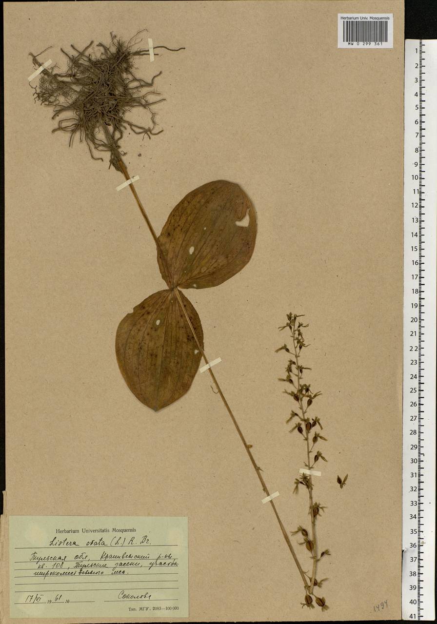 Neottia ovata (L.) Bluff & Fingerh., Eastern Europe, Central region (E4) (Russia)