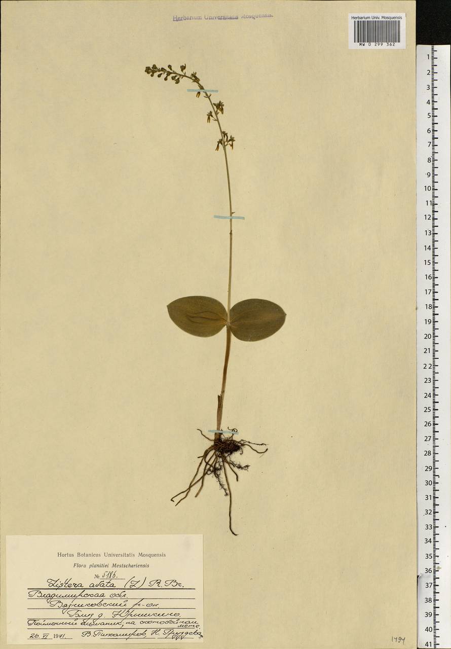 Neottia ovata (L.) Bluff & Fingerh., Eastern Europe, Central region (E4) (Russia)