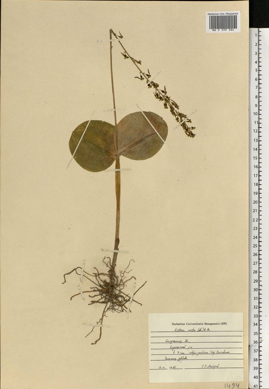 Neottia ovata (L.) Bluff & Fingerh., Eastern Europe, Central region (E4) (Russia)