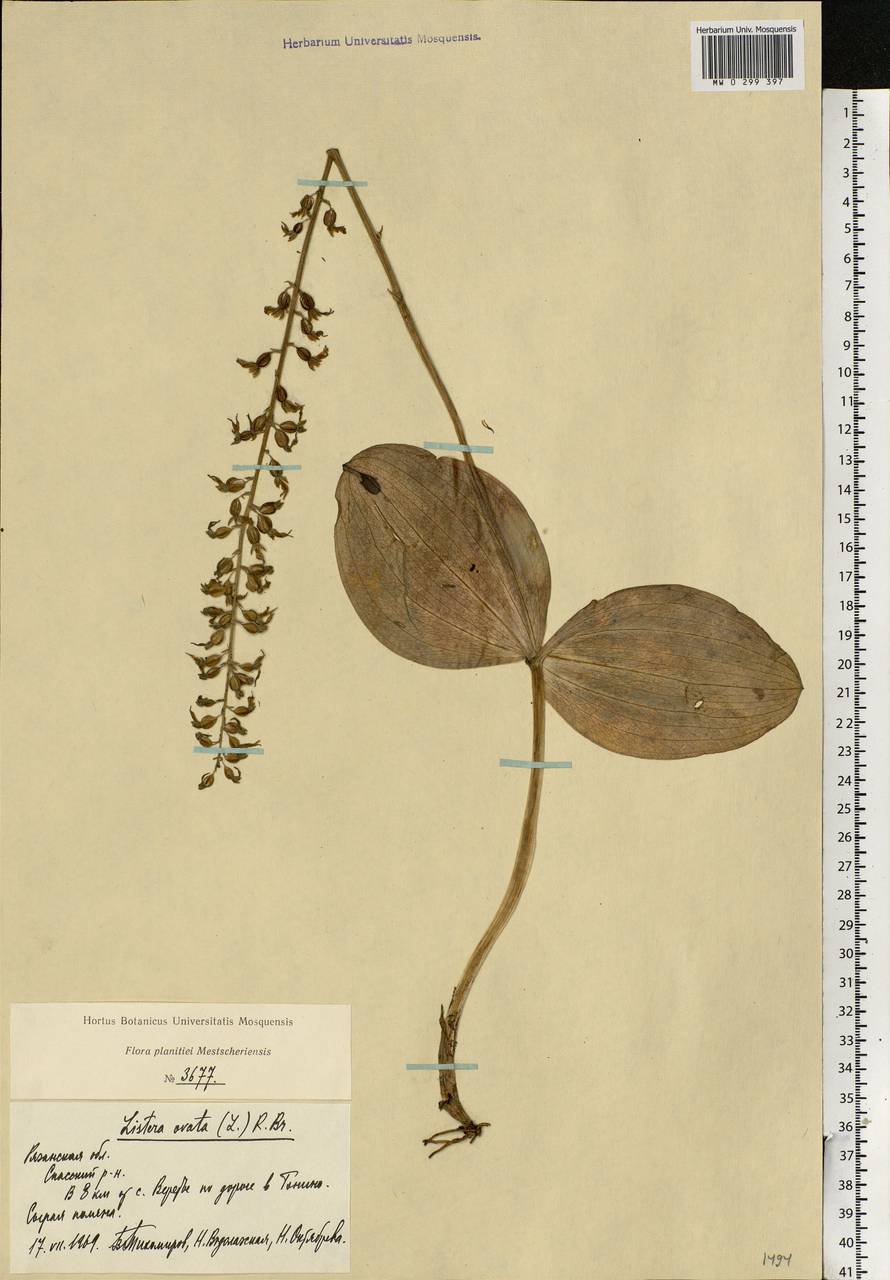 Neottia ovata (L.) Bluff & Fingerh., Eastern Europe, Central region (E4) (Russia)