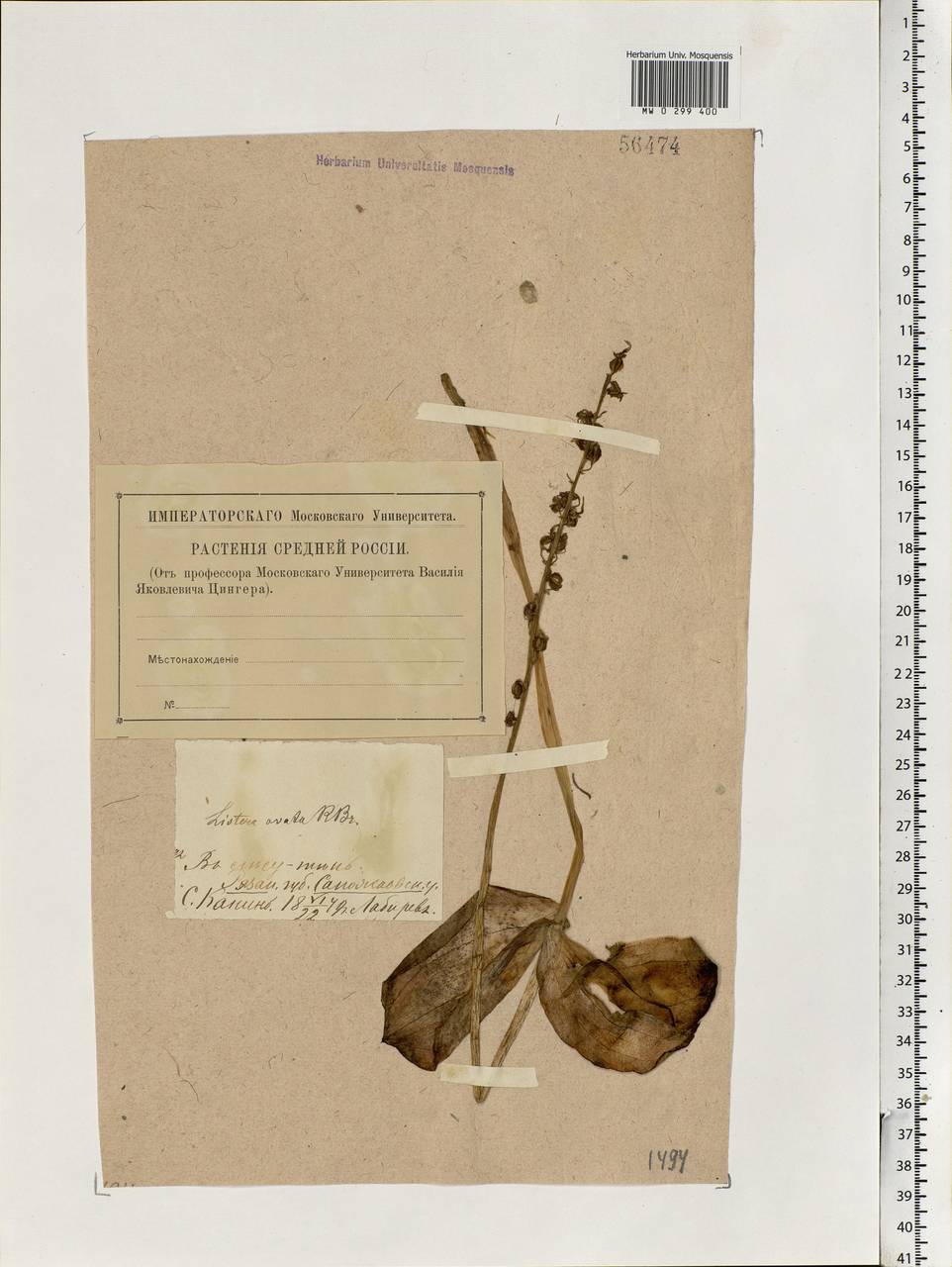 Neottia ovata (L.) Bluff & Fingerh., Eastern Europe, Central region (E4) (Russia)