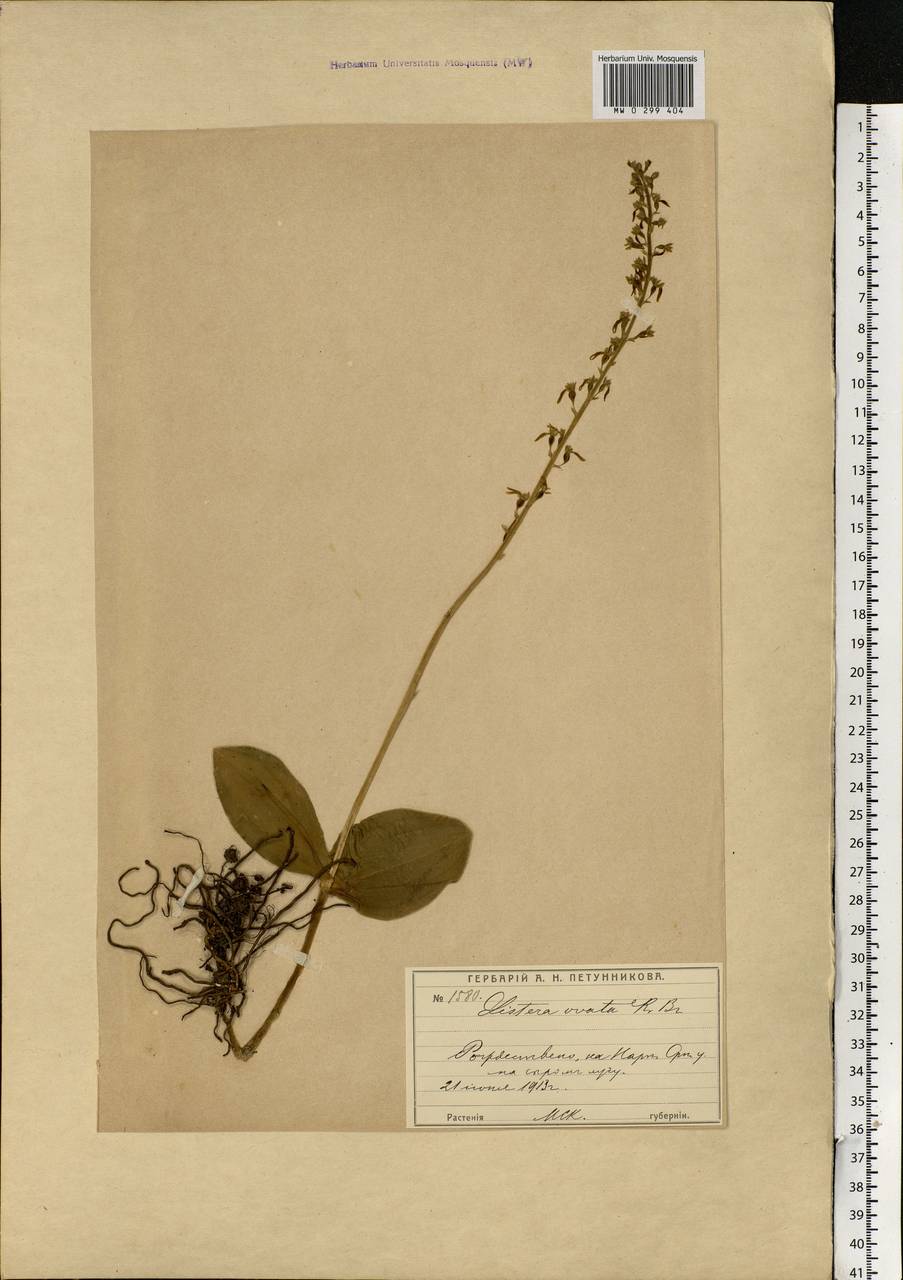 Neottia ovata (L.) Bluff & Fingerh., Eastern Europe, Moscow region (E4a) (Russia)