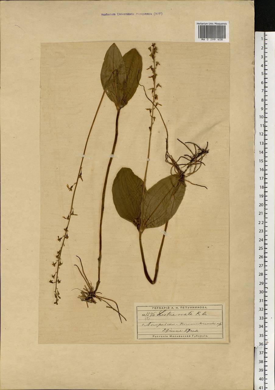 Neottia ovata (L.) Bluff & Fingerh., Eastern Europe, Moscow region (E4a) (Russia)