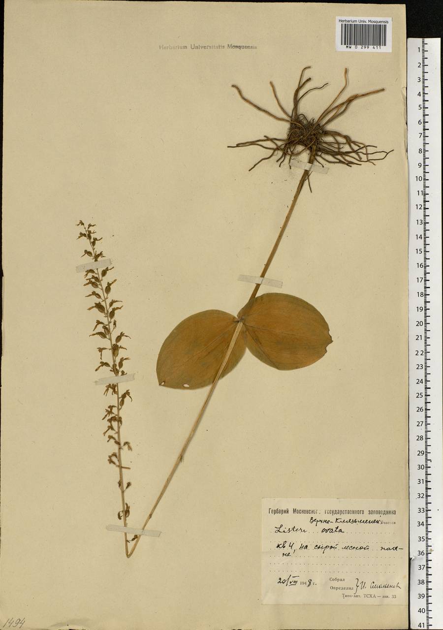 Neottia ovata (L.) Bluff & Fingerh., Eastern Europe, Moscow region (E4a) (Russia)