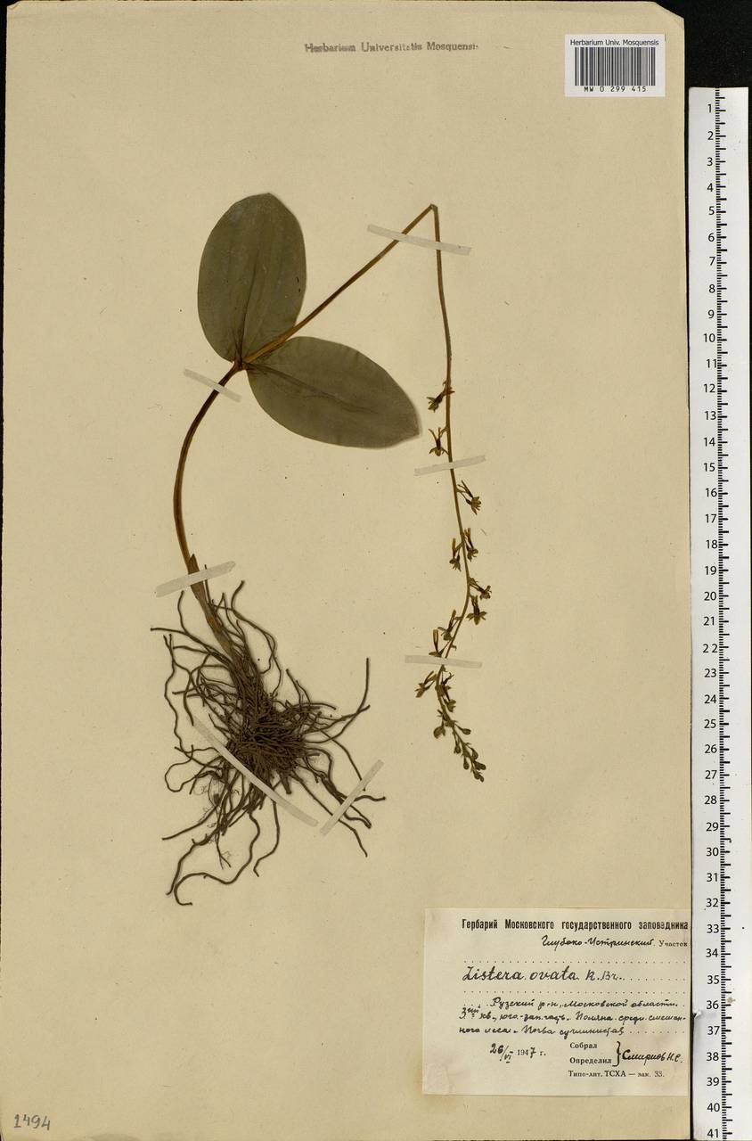 Neottia ovata (L.) Bluff & Fingerh., Eastern Europe, Moscow region (E4a) (Russia)