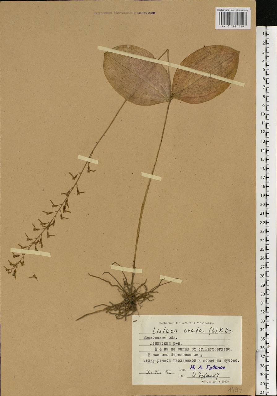Neottia ovata (L.) Bluff & Fingerh., Eastern Europe, Moscow region (E4a) (Russia)