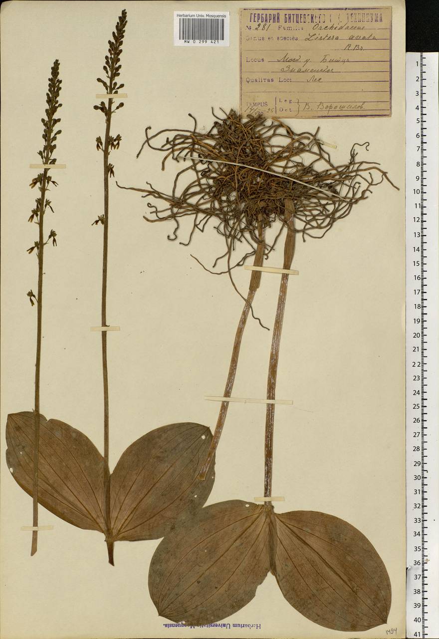 Neottia ovata (L.) Bluff & Fingerh., Eastern Europe, Moscow region (E4a) (Russia)