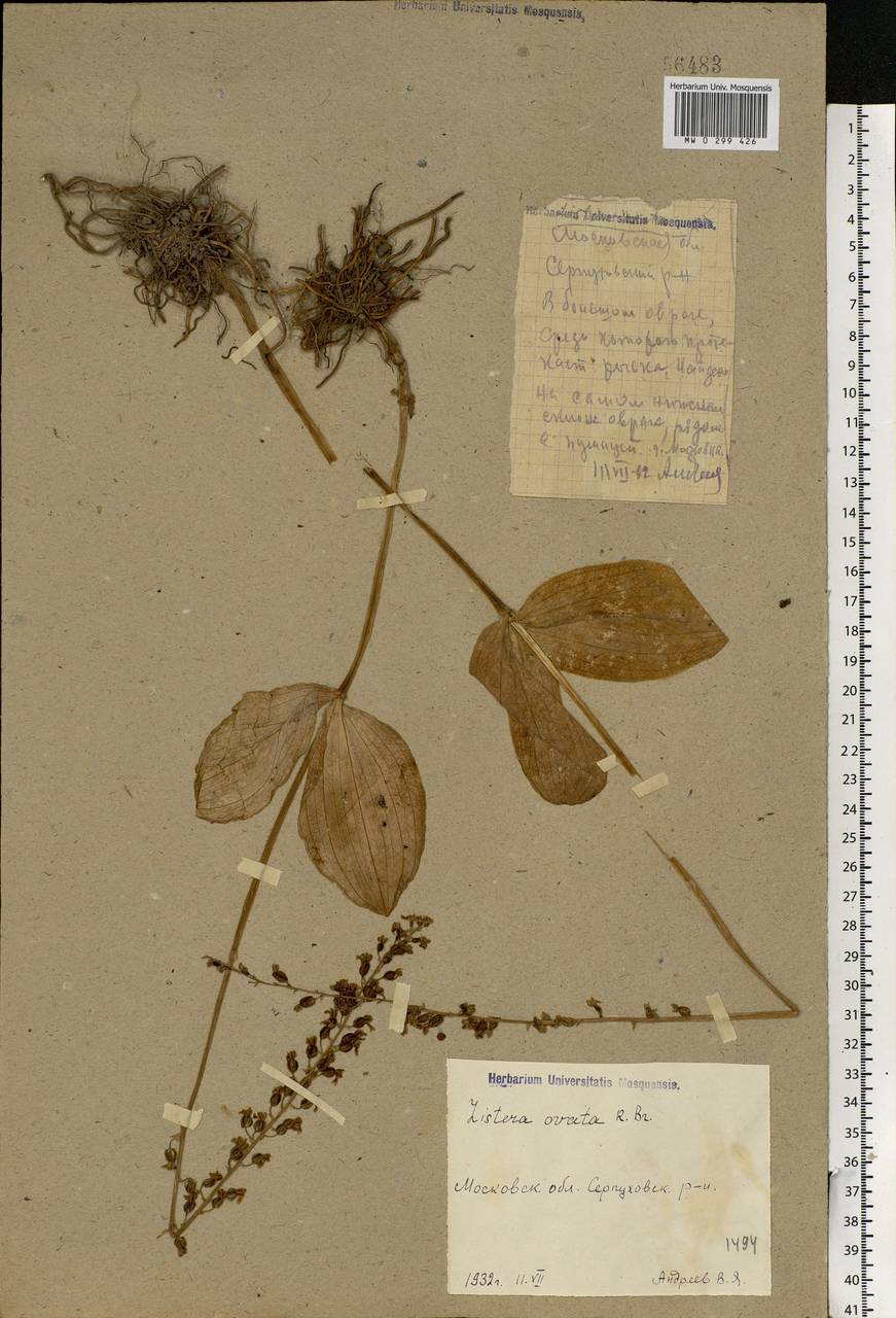 Neottia ovata (L.) Bluff & Fingerh., Eastern Europe, Moscow region (E4a) (Russia)