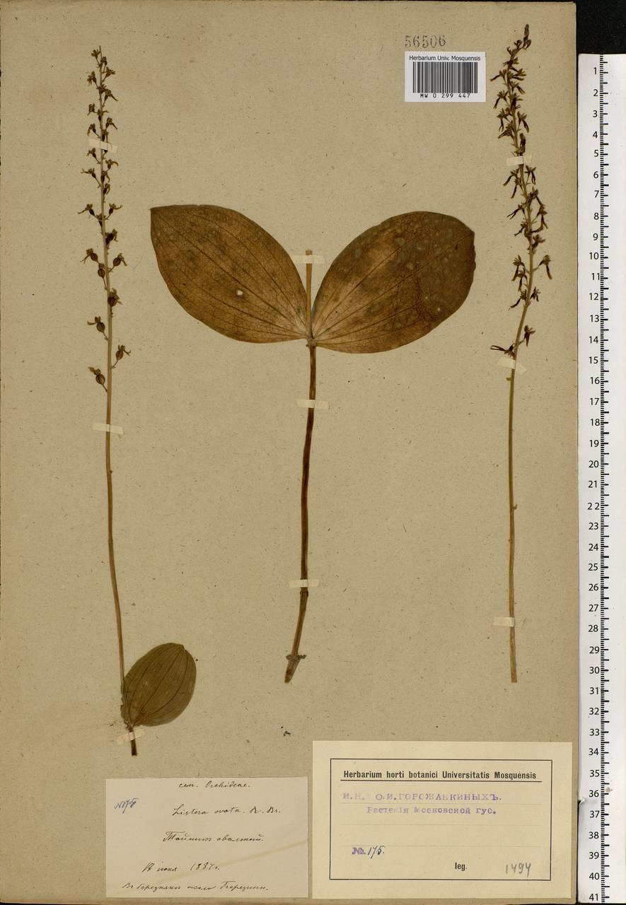 Neottia ovata (L.) Bluff & Fingerh., Eastern Europe, Moscow region (E4a) (Russia)