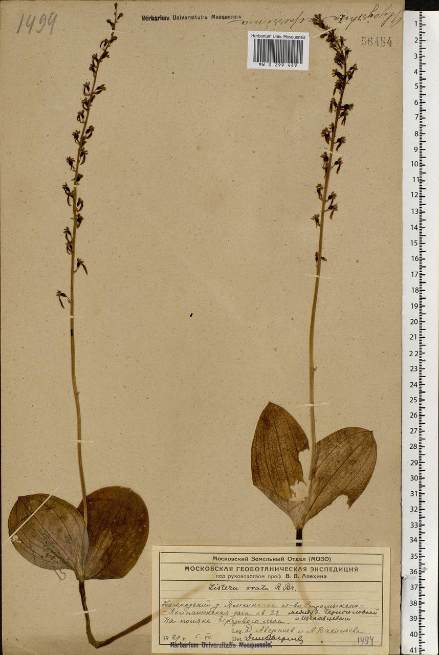 Neottia ovata (L.) Bluff & Fingerh., Eastern Europe, Moscow region (E4a) (Russia)