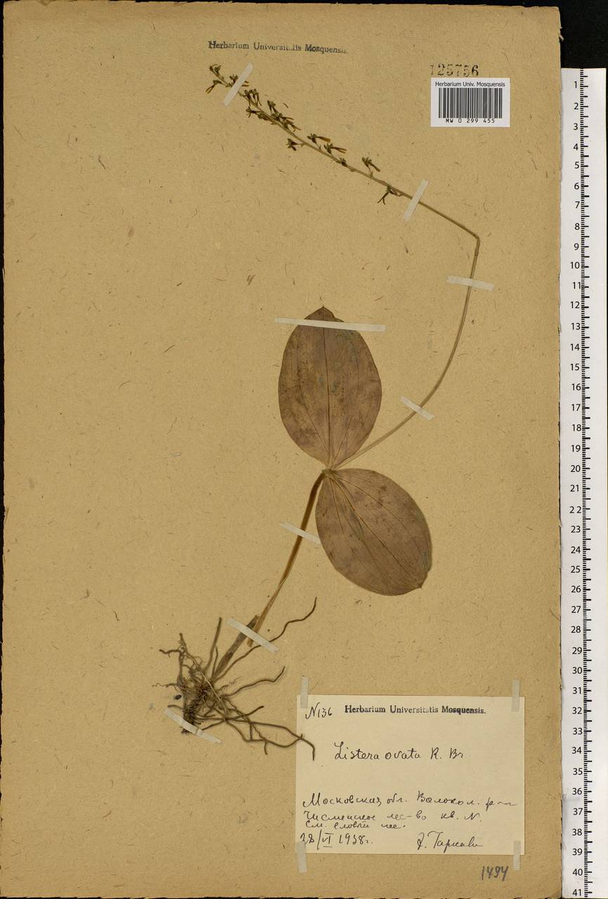 Neottia ovata (L.) Bluff & Fingerh., Eastern Europe, Moscow region (E4a) (Russia)