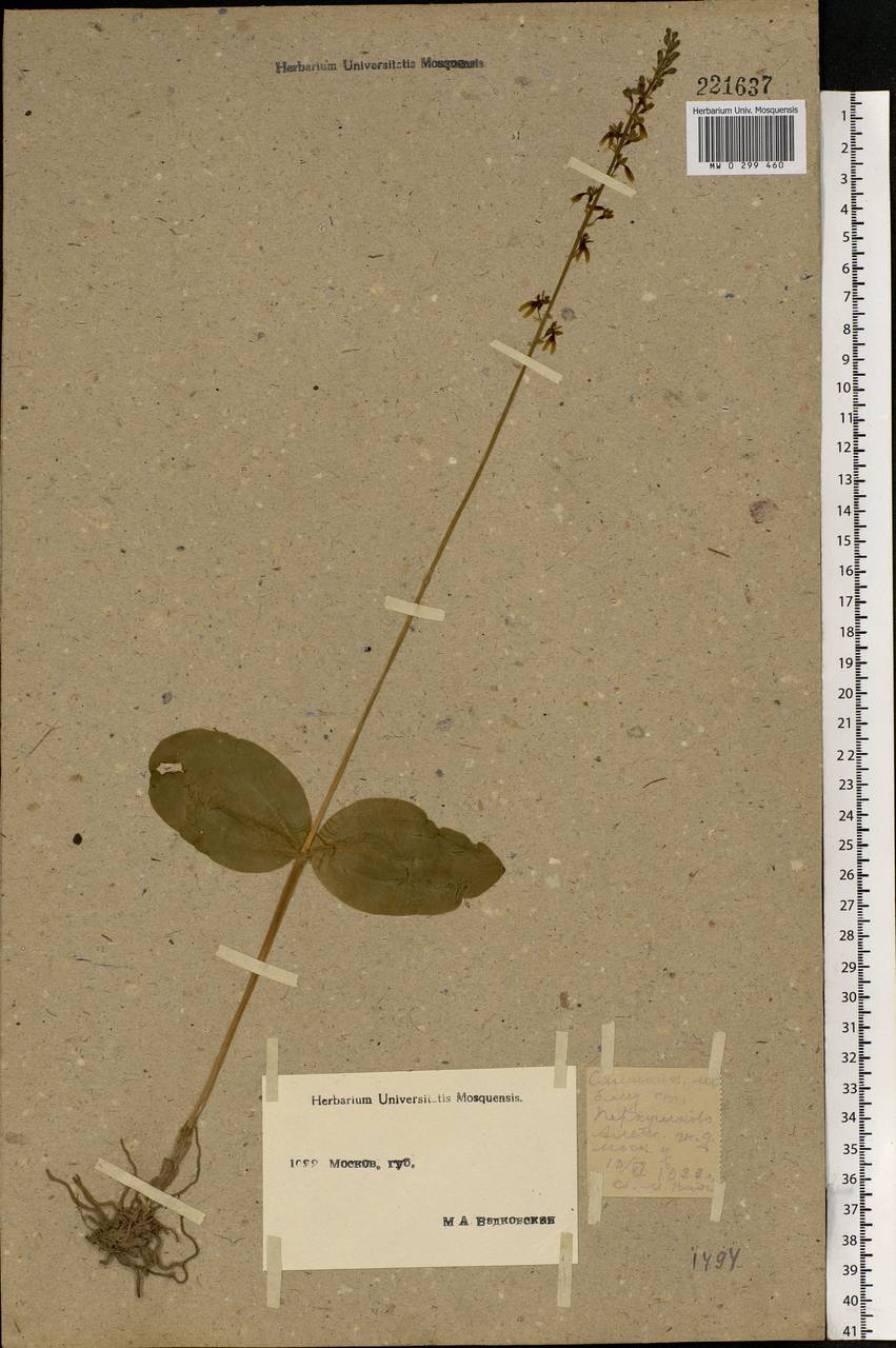 Neottia ovata (L.) Bluff & Fingerh., Eastern Europe, Moscow region (E4a) (Russia)