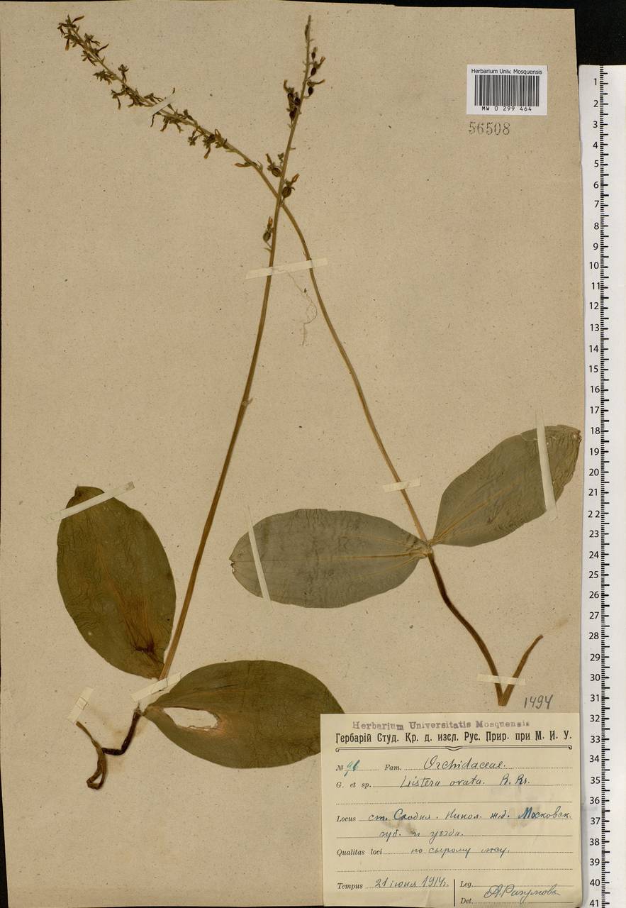 Neottia ovata (L.) Bluff & Fingerh., Eastern Europe, Moscow region (E4a) (Russia)