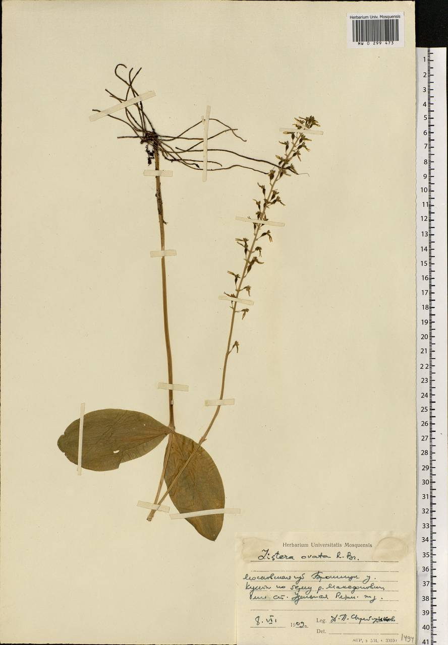 Neottia ovata (L.) Bluff & Fingerh., Eastern Europe, Moscow region (E4a) (Russia)