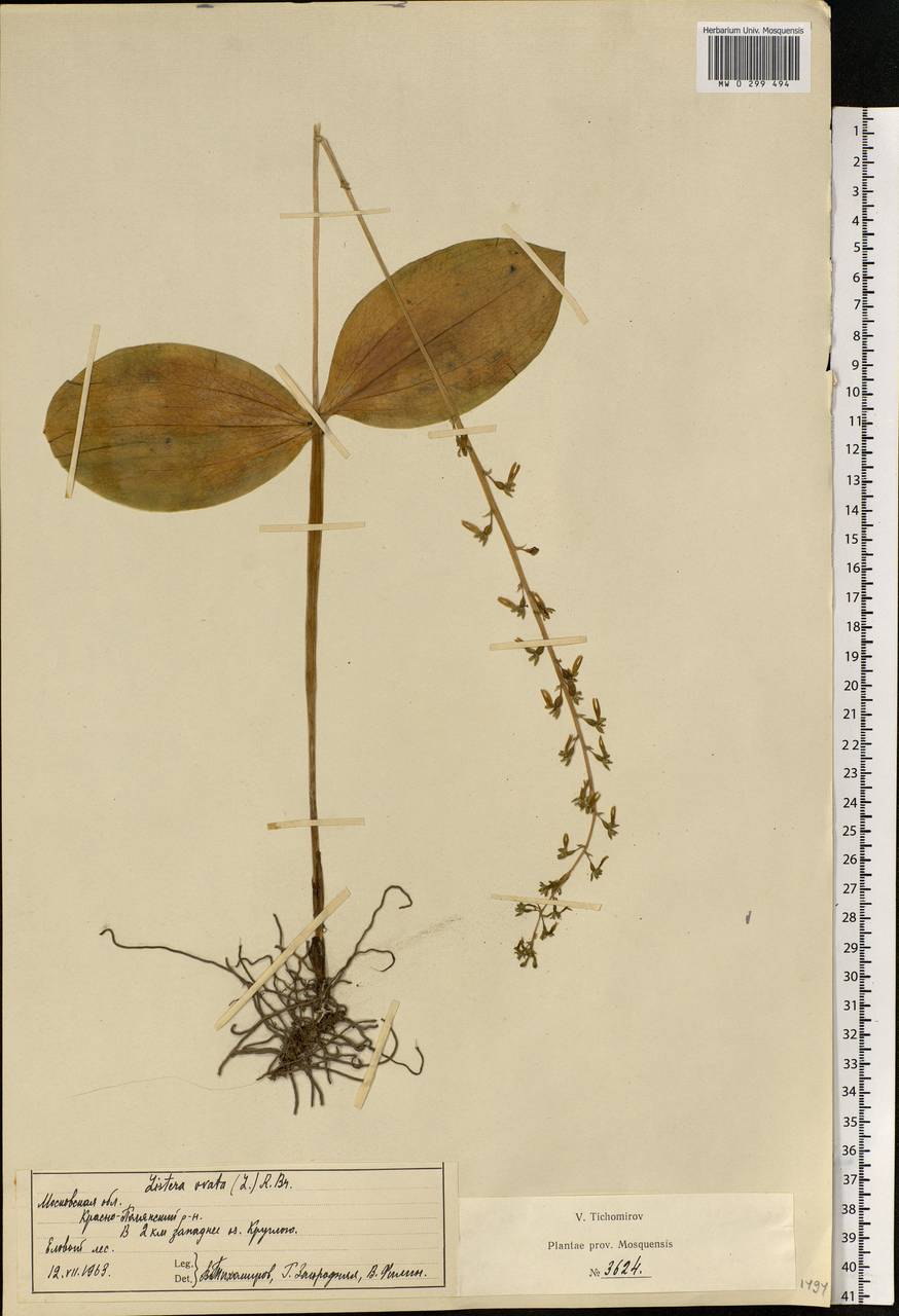 Neottia ovata (L.) Bluff & Fingerh., Eastern Europe, Moscow region (E4a) (Russia)