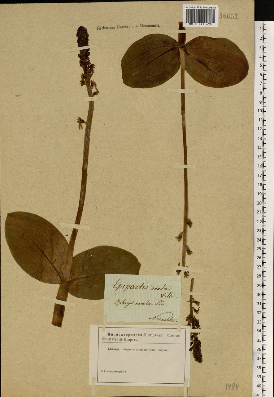 Neottia ovata (L.) Bluff & Fingerh., Eastern Europe, Central forest region (E5) (Russia)