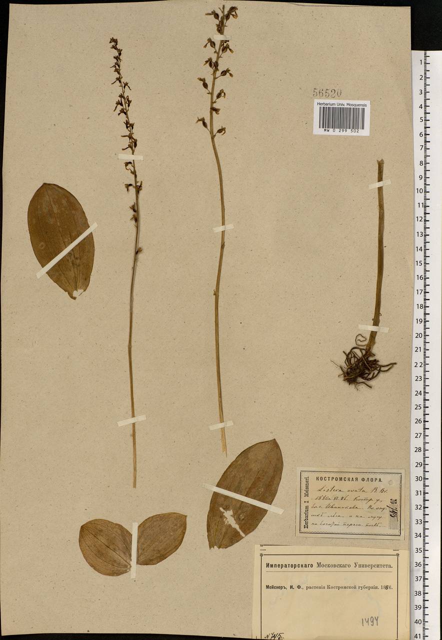 Neottia ovata (L.) Bluff & Fingerh., Eastern Europe, Central forest region (E5) (Russia)