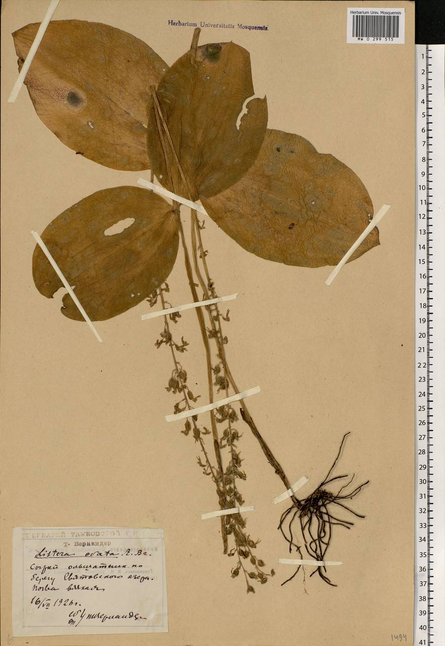 Neottia ovata (L.) Bluff & Fingerh., Eastern Europe, Central forest-and-steppe region (E6) (Russia)