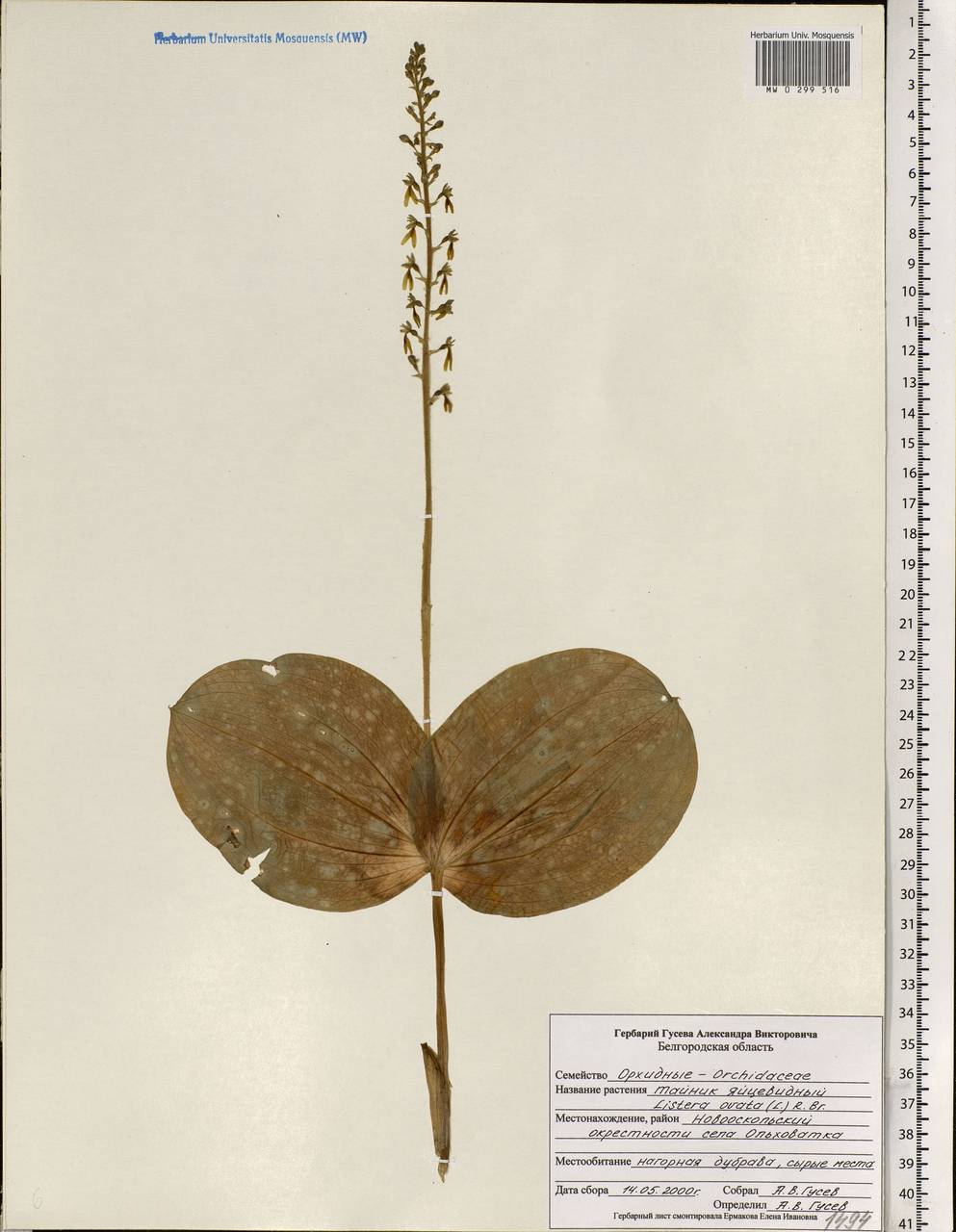 Neottia ovata (L.) Bluff & Fingerh., Eastern Europe, Central forest-and-steppe region (E6) (Russia)