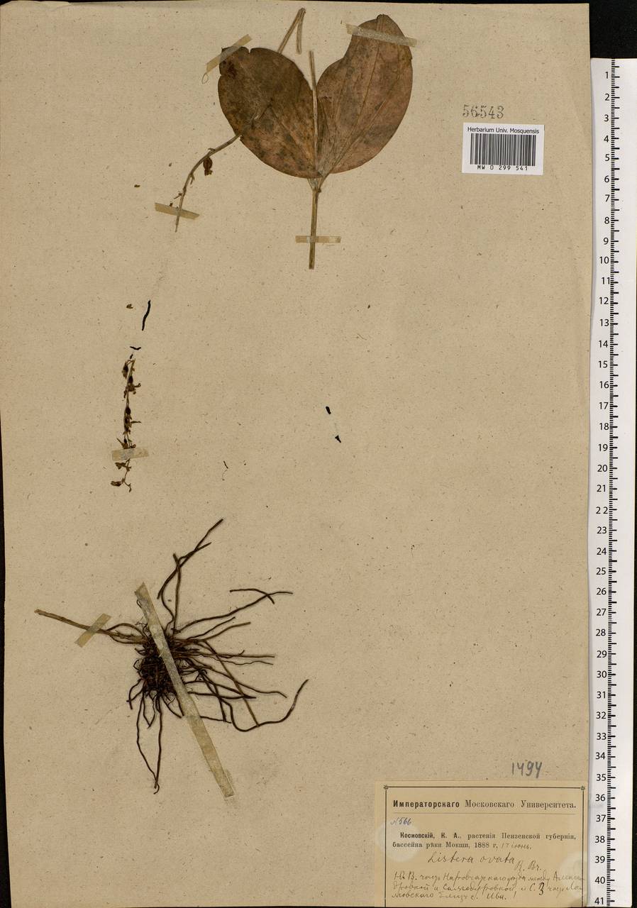 Neottia ovata (L.) Bluff & Fingerh., Eastern Europe, Middle Volga region (E8) (Russia)