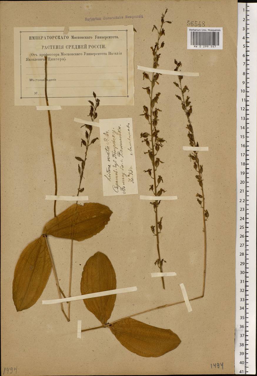 Neottia ovata (L.) Bluff & Fingerh., Eastern Europe, Middle Volga region (E8) (Russia)