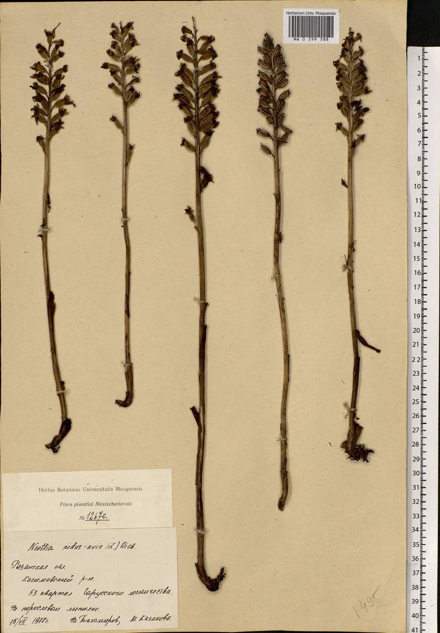 Neottia nidus-avis (L.) Rich., Eastern Europe, Central region (E4) (Russia)