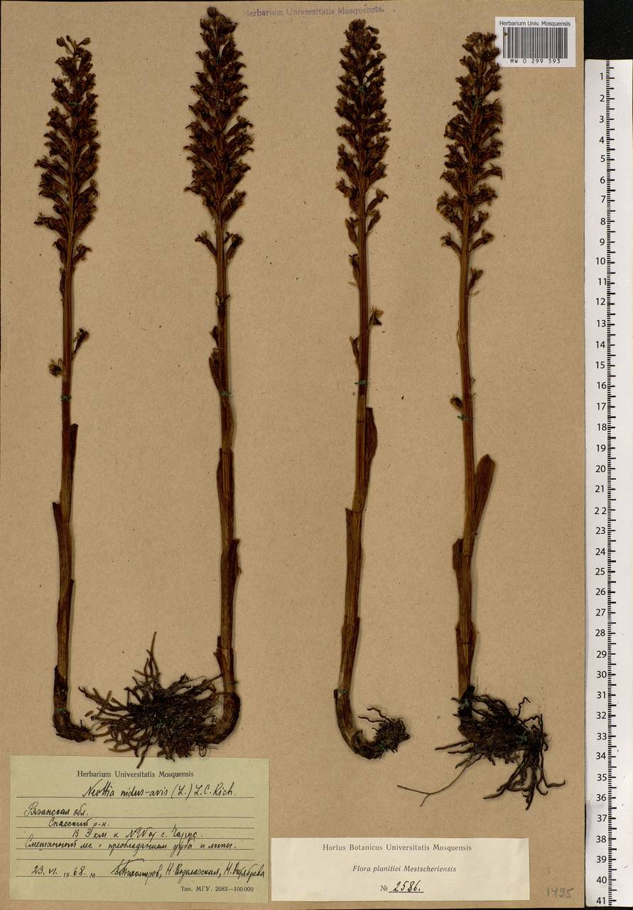 Neottia nidus-avis (L.) Rich., Eastern Europe, Central region (E4) (Russia)