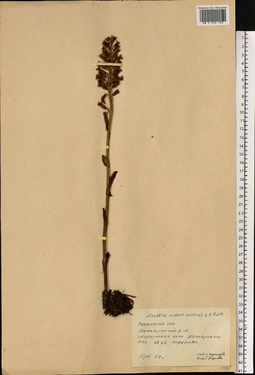 Neottia nidus-avis (L.) Rich., Eastern Europe, Central region (E4) (Russia)