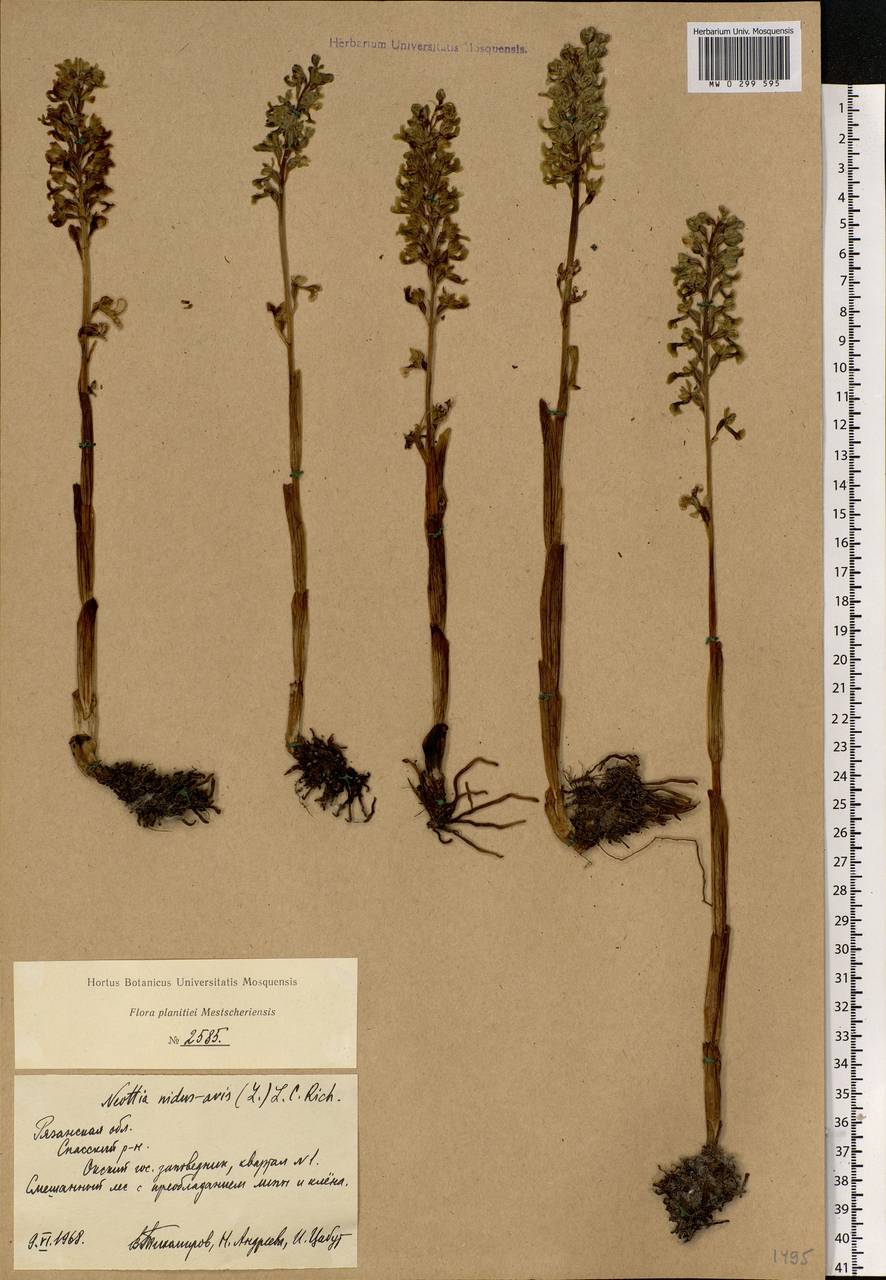 Neottia nidus-avis (L.) Rich., Eastern Europe, Central region (E4) (Russia)