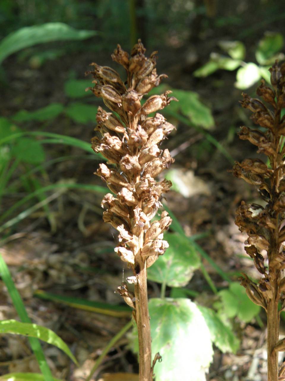 Neottia nidus-avis (L.) Rich., Eastern Europe, Central region (E4) (Russia)