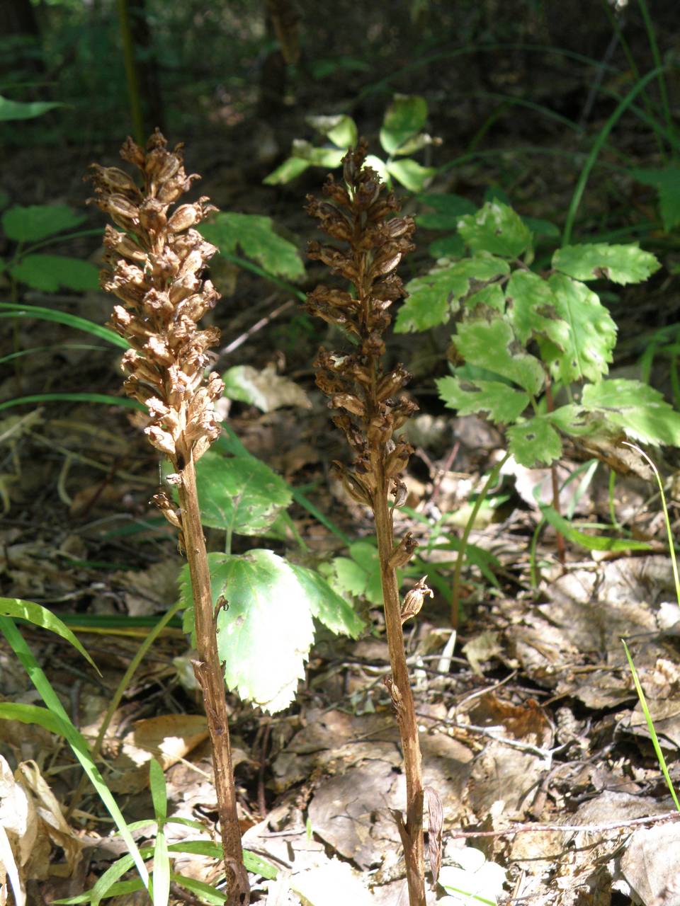 Neottia nidus-avis (L.) Rich., Eastern Europe, Central region (E4) (Russia)